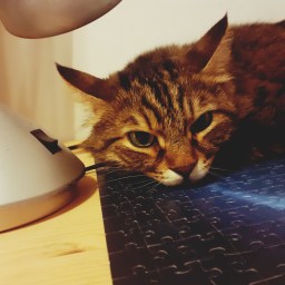 Unlocking a badge: 7 Days in a Row